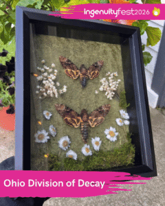 Ohio Division of Decay - IngenuityFest Vendor - framed taxidermy moths.